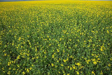 《冰汽时代2》正式发售时将支持DLSS和XeSS