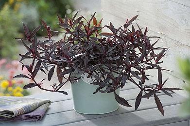 《名侦探皮卡丘：闪电回归》后仍有系列新作可能